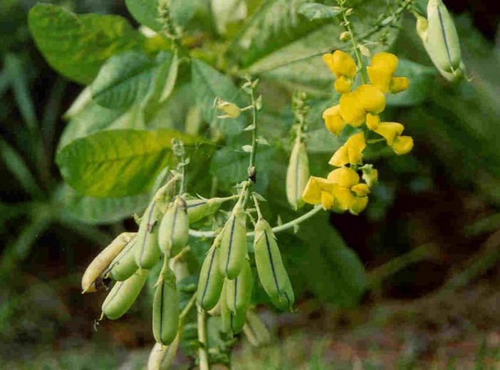 Crotalaria cunninghamii seed